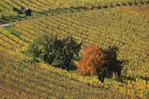 German Vineyard Landscape Prints: Vineyard, vineyard with vines and trees