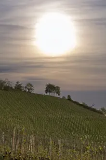 Central European Agriculture Prints: Vineyard, viticulture, budding
