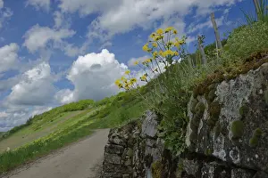 Vineyard Landscape Photography Prints: Vineyard wall in Ingelfingen, spring