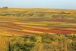 Palatinate Forest Scenery Prints: Vineyards in autumn, Siebeldingen
