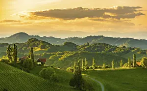 Evening Atmosphere In The Countryside Prints: Vineyards in the evening light