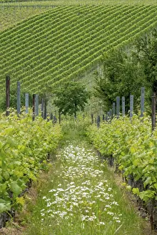 German Wine Growing Region Prints: Vineyards in spring, rows of vines