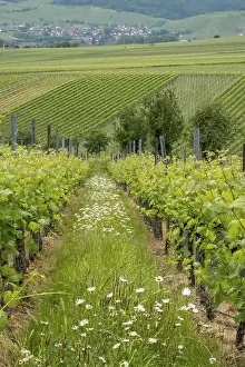 Vineyards In Spring Prints: Vineyards in spring, rows of vines