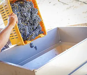 Grape Harvest Season Prints: Vintner dumps A crate of freshly picked red grapes into processing machine