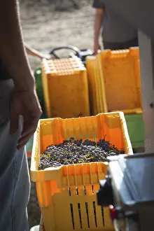 Freshly Picked Grapes Prints: Vintner standing next to crate of freshly picked grapes ready for processing