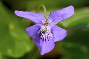 Botany Plant Life Prints: Viola