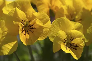 Viola Cornuta Prints: Viola cornuta Pansy