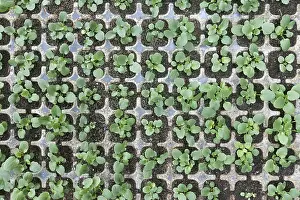 Young Plant Care Prints: Viola seedlings