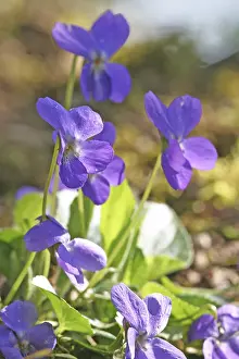 Early Flowering Plant Prints: Viola (Viola odorata)