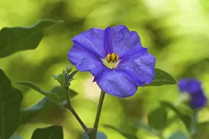 Open Air Botany Photos Prints: Violaceae
