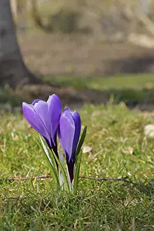 Violet Crocus Prints: Violet crocus (Crocus neapolitanus)