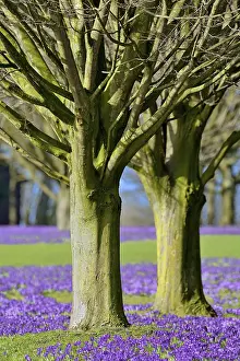 Deserted Spring Bloom Prints: Violet Crocuses (Crocus sp.) bloom under trees