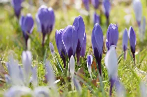 First Day Of Spring Flowers Prints: Violet crocuses in early spring, close up
