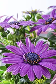 Purple Flowering Plant Prints: Violet daisies