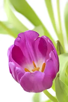 Heralds Of Spring Prints: Violet tulip
