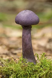 Higher Fungi In Central Europe Prints: Violet Webcap (Cortinarius violaceus)