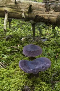 Higher Fungi Botany Prints: Violet webcap (Cortinarius violaceus)