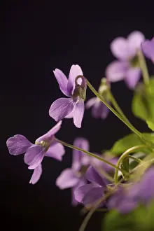 Spring Flower Macro Prints: Violets