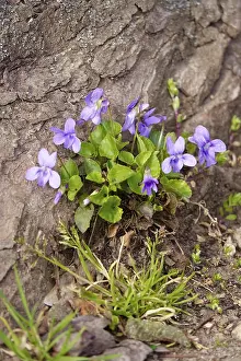Spring In Germany Prints: Violets on a chestnut by the wayside