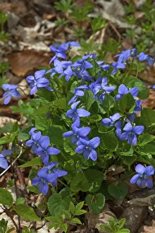 Botany Inflorescence Europe Prints: Violets (Viola) on the forest floor