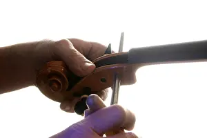 Violin Maker Prints: Violin-maker (luthier) fitting a tuning peg into pegbox