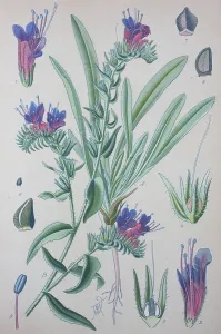 Central European Botanicals Prints: Viper's bugloss (Echium vulgare)