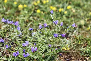 Blue Blossom Plant Prints: Viper's bugloss (Echium vulgare)