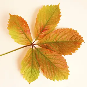 Autumn Leaf Colors Prints: Virginia creeper