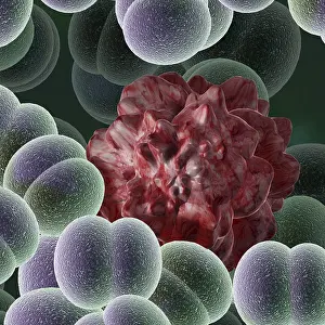 Risk Of Infection Prints: Virus
