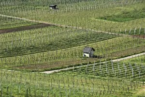 Vineyards In Spring Prints: viticulture, vineyards in spring