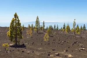 Pine Tree Photography Prints: Volcanic landscape with pine trees