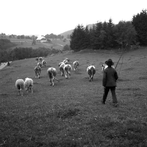 Central European Rural Landscape Prints: Shepherd with cows on the way on fields