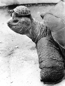 Turtle Print with Small Turtle on Its Head