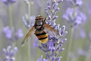 Lamiales Plant Species Prints: Volucella ianis, hoverfly
