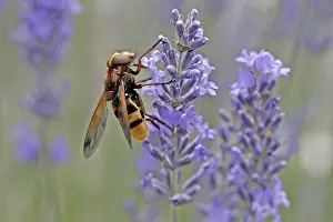 Flying Insects In Bloom Prints: Volucella ianis, hoverfly