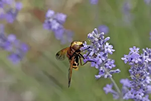 Natural Habitat Wildlife Prints: Volucella ianis, hoverfly