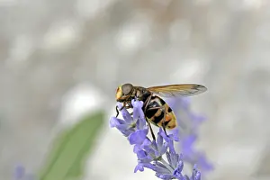 Insect Animal Photography Prints: Volucella ianis, hoverfly