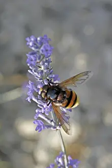 Flying Insects Prints: Volucella ianis, hoverfly