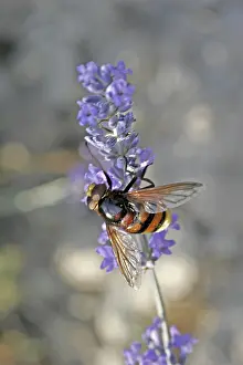 Flying Insect Wildlife Photos Prints: Volucella ianis, hoverfly