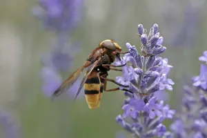 Deserted Hoverfly Prints: Volucella ianis, hoverfly