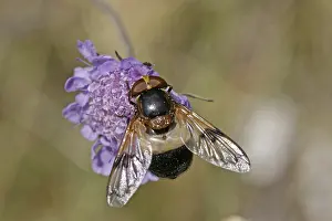 Flying Insect Prints: Volucella pellucens, hoverfly