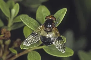 Flying Insect Prints: Volucella pellucens, hoverfly