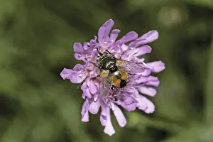 Flower Visit Insect Prints: Volucella pellucens, hoverfly
