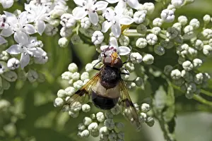 No People Wildlife Shots Prints: Volucella pellucens, hoverfly