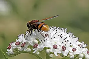 Natural Habitat Wildlife Prints: Volucella zonaria, hoverfly
