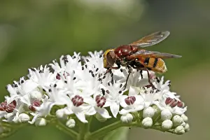 Deserted Flower Prints: Volucella zonaria, hoverfly