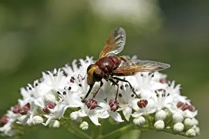 Flower Visitation Prints: Volucella zonaria, hoverfly