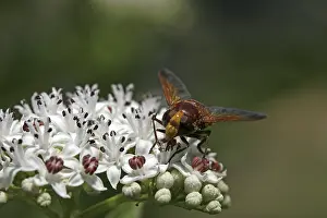 Camouflaged Insects Prints: Volucella zonaria, hoverfly