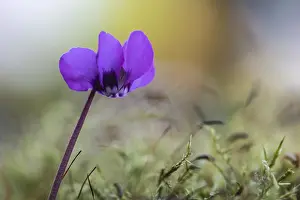 Emsland Lower Saxony Germany Prints: Vorfruhls-Cyclamen.Cyclamen coum)