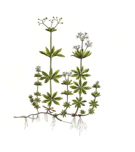 Asperula Odorata Prints: Waldmeister oder Wohlriechendes Labkraut